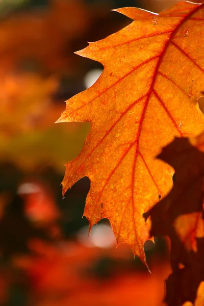 stock image Golden oak leaves