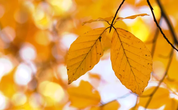 stock image Autumn leaves