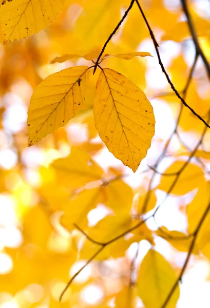 stock image Autumn leaves