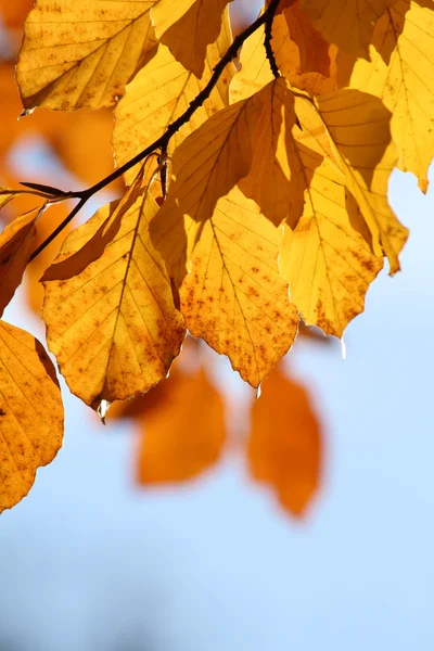 stock image Autumn leaves