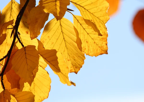 Stock image Autumn leaves