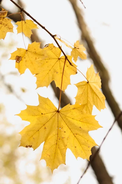 stock image Maple Autumn leaves