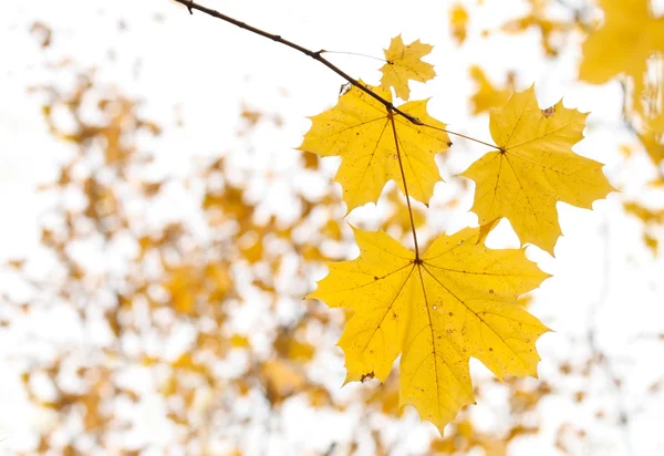 stock image Maple Autumn leaves