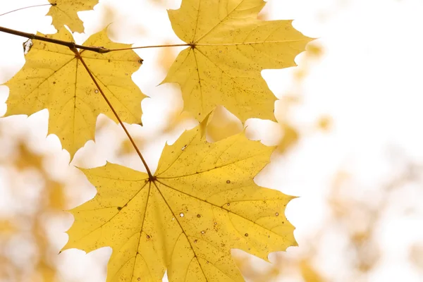 Maple Autumn leaves — Stock Photo, Image