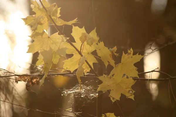 stock image Autumn leaves