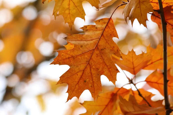 stock image Golden oak leaves