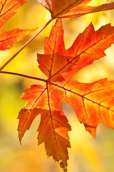 stock image Maple Autumn leaves