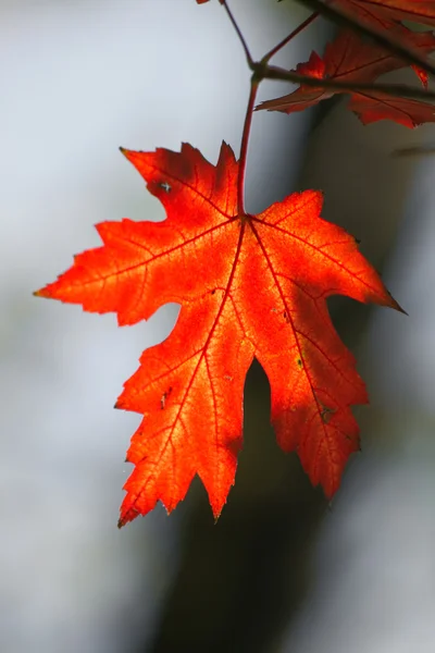 stock image Maple Autumn leaves