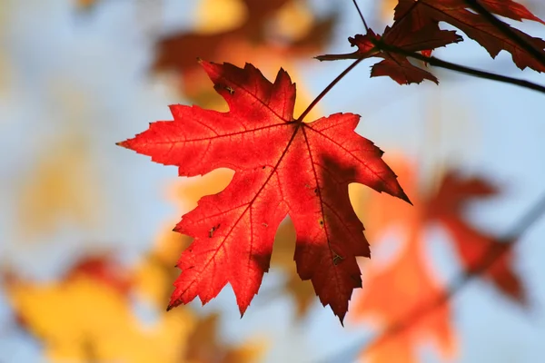 stock image Maple Autumn leaves