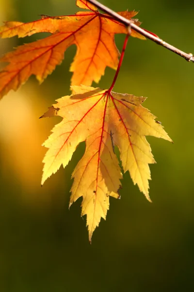 stock image Maple Autumn leaves