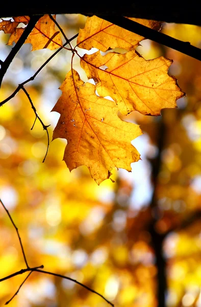 stock image Golden oak leaves