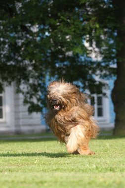 çalışan köpek