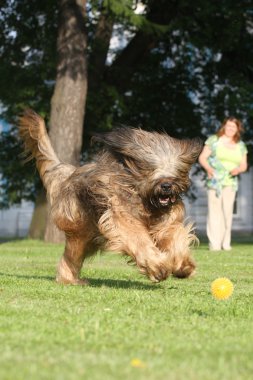 French shepherd briard, ball plaing clipart