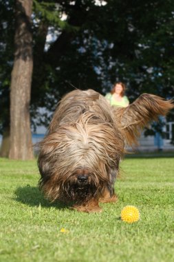 Fransız çoban Brie çoban köpeği, plaing topu