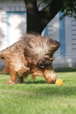 Fransız çoban Brie çoban köpeği, plaing topu