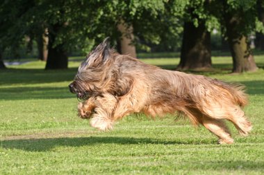 Running dog clipart