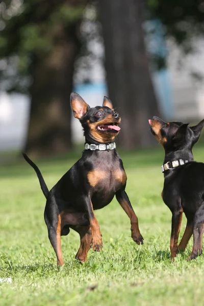 Komik köpek arka bacaklarına ayakta — Stok fotoğraf