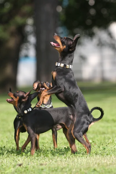 Cane divertente in piedi sulle gambe posteriori — Foto Stock