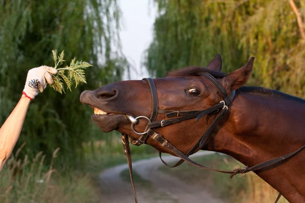 Funny tan horse close-up try to eat a branch — Stock Photo, Image
