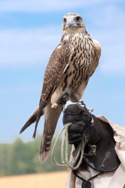 A falcon on handlers hand clipart