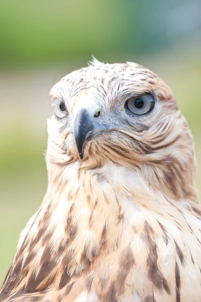 Retrato de halcones — Foto de Stock