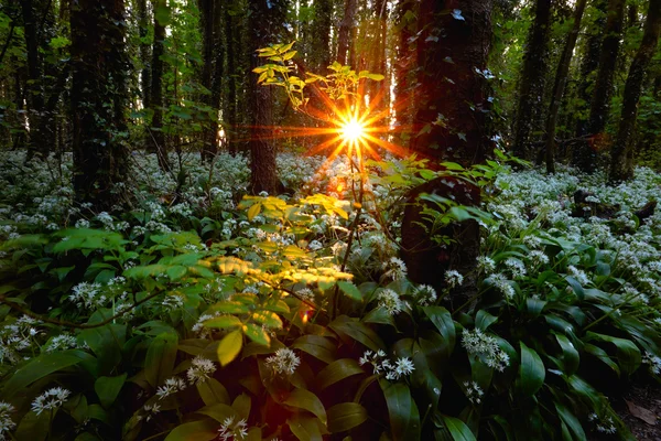 Wschodzące Słońce w lesie, wiosna — Zdjęcie stockowe