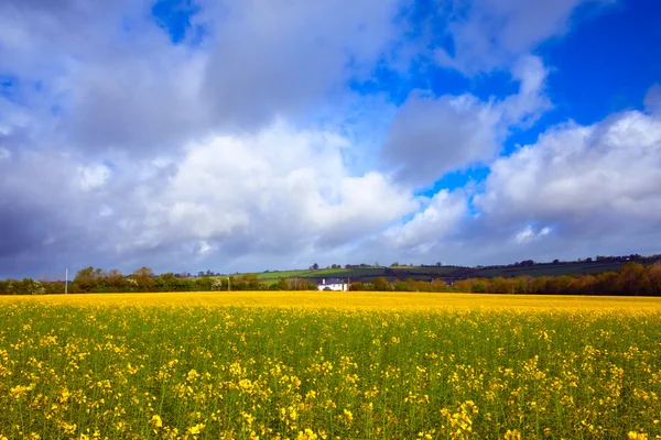 Meadow field buttercups — Stock Photo, Image