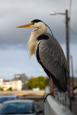 Grey heron clipart