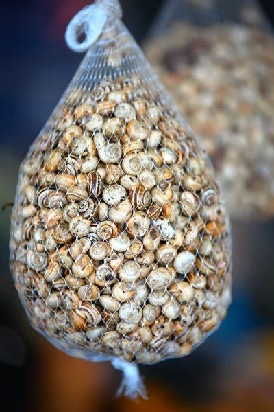 stock image Edible Snails