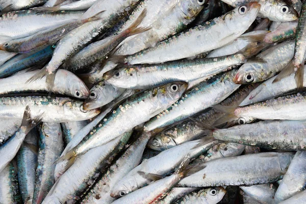 Fresh sardins in — Stock Photo, Image