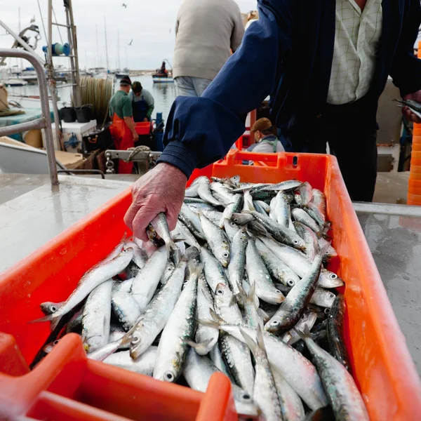 Fresh sardins in orange box — Stock Photo, Image