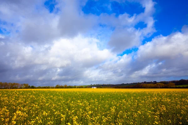 stock image Meadow field buttercups