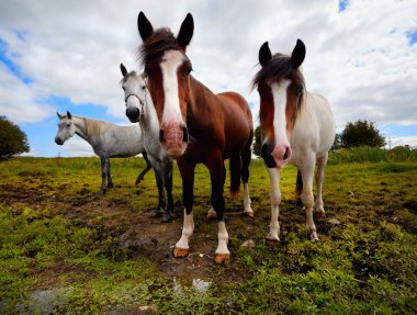 Four horses clipart