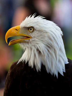 Eagle close-up clipart