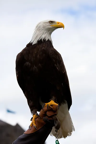 Águila sentada en la mano del hombre — Foto de Stock