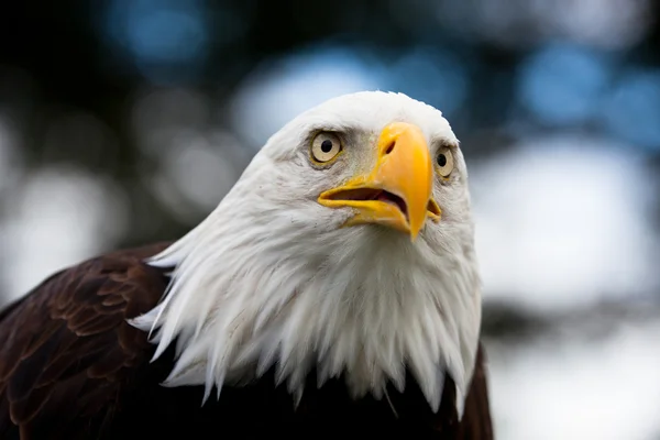 Eagle close-up — Stock Photo, Image
