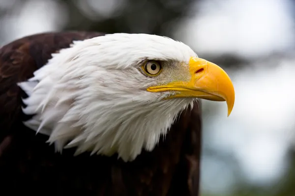 Águila de primer plano — Foto de Stock