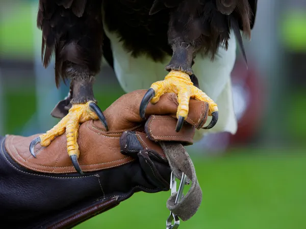 Claws of Bald Headed Eagle — Stock Photo, Image