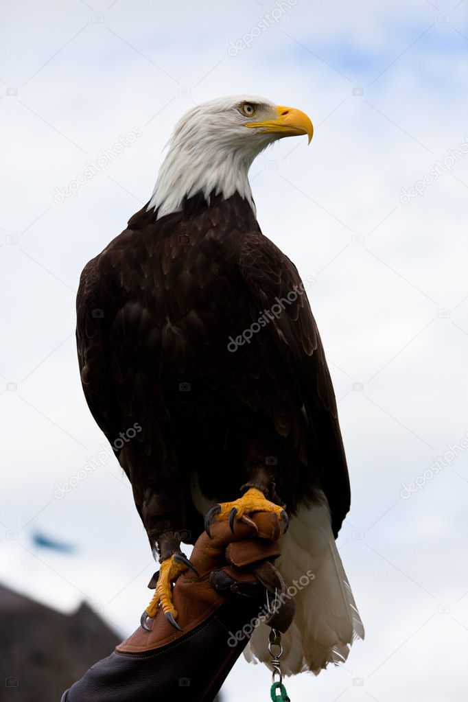 Eagle sitting on the mans hand