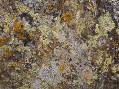 Lichen texture background clipart