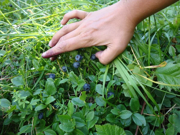 Big bilberry — Stock Photo, Image