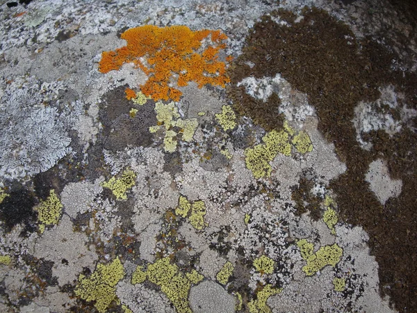 Lichene texture sfondo — Foto Stock