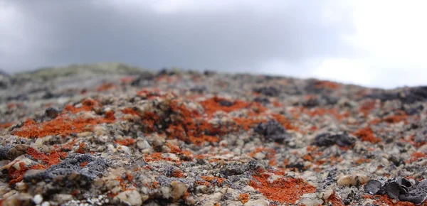 Lichen — Fotografie, imagine de stoc