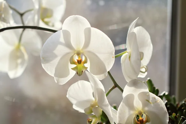 Stock image White Orchids