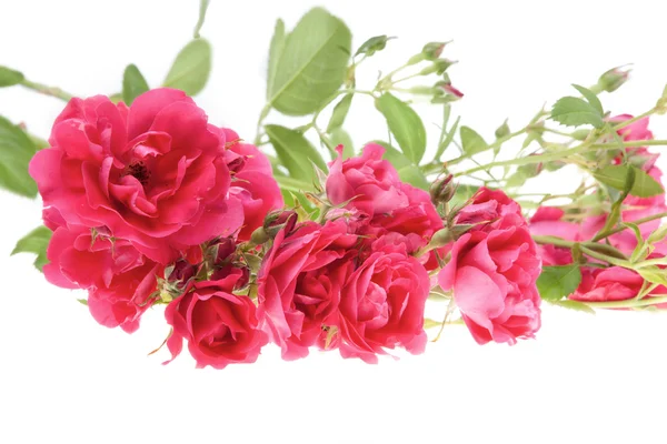 stock image Pink roses