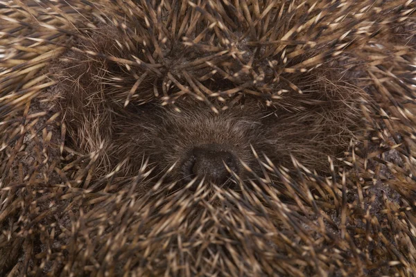 stock image Hedgehog