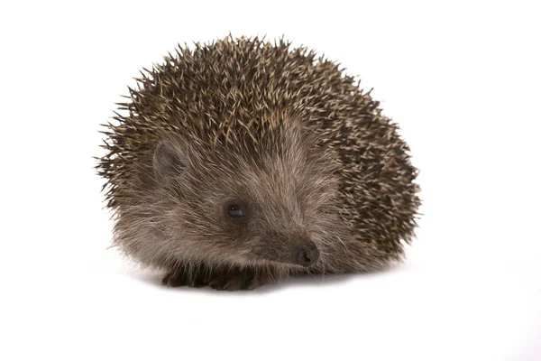 stock image Hedgehog