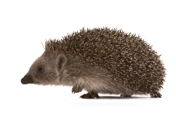 stock image Hedgehog