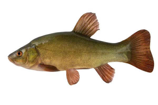 Tench. Un pez de cerca. Aislado sobre un fondo blanco . Imagen de archivo