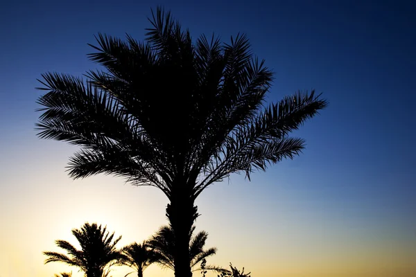 Palm tree silhouettes — Stock Photo, Image